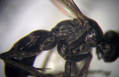 Microphadnus pumilus