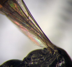 Microphadnus pumilus