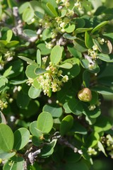 Flueggea verrucosa