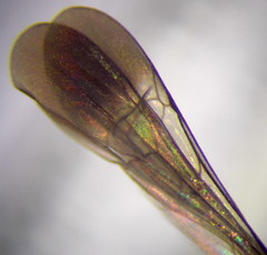 Microphadnus pumilus