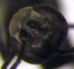 Microphadnus pumilus