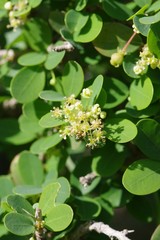 Flueggea verrucosa
