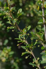Flueggea verrucosa