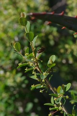 Flueggea verrucosa
