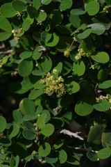 Flueggea verrucosa