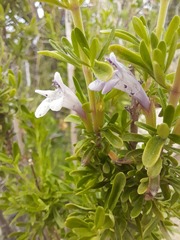 Clinopodium chilense