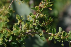 Flueggea verrucosa
