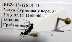 Microphadnus pumilus