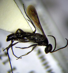 Microphadnus pumilus