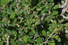 Flueggea verrucosa