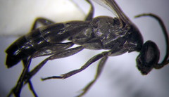 Microphadnus pumilus