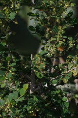 Flueggea verrucosa