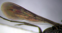 Microphadnus pumilus