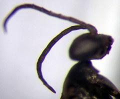 Microphadnus pumilus