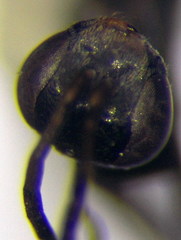 Microphadnus pumilus