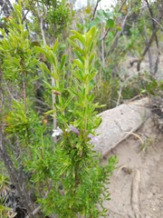 Clinopodium chilense