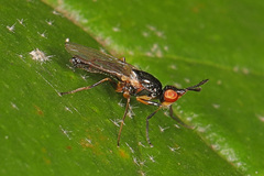 Prochyliza xanthostoma