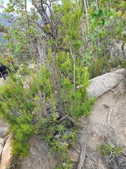 Clinopodium chilense
