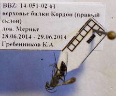 Microphadnus pumilus