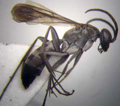 Microphadnus pumilus
