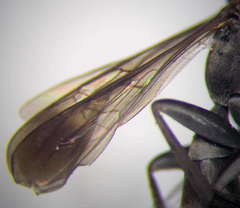 Microphadnus pumilus