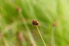 Carex pachystachya