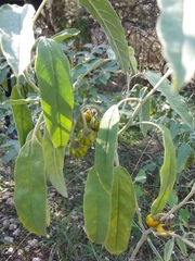 Solanum elaeagnifolium