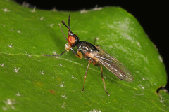 Prochyliza xanthostoma