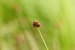 Carex pachystachya