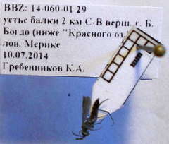 Microphadnus pumilus