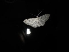 Idaea camparia