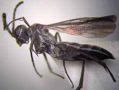 Microphadnus pumilus