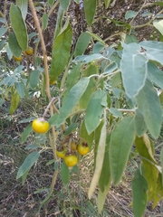 Solanum elaeagnifolium