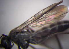 Microphadnus pumilus