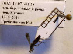 Microphadnus pumilus