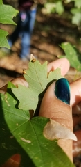 Dasineura communis