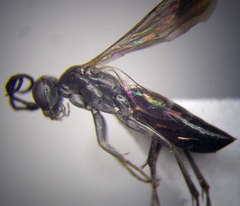 Microphadnus pumilus