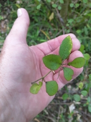 Streblus heterophyllus