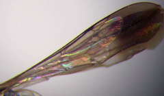 Microphadnus pumilus