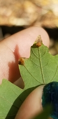 Dasineura communis
