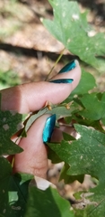 Dasineura communis
