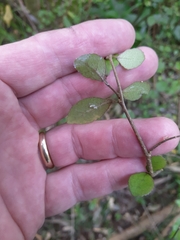 Streblus heterophyllus