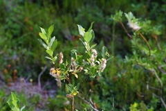 Salix commutata