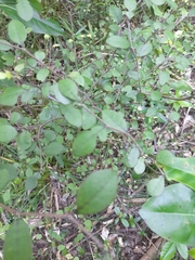 Streblus heterophyllus