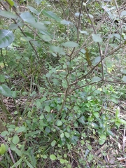 Streblus heterophyllus