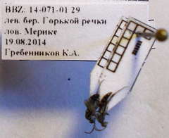 Microphadnus pumilus