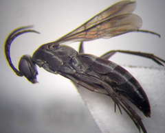 Microphadnus pumilus