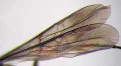 Microphadnus pumilus