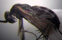 Microphadnus pumilus