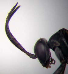Microphadnus pumilus